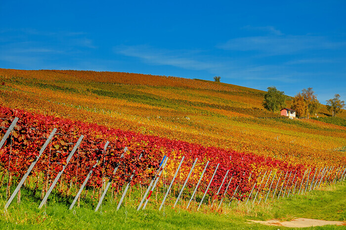 Vineyards for Sale in Vermont