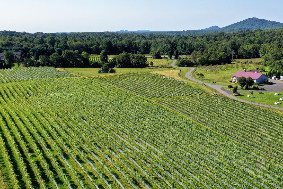 Virginia Winery And Vineyard 🍇 Wineries And Vineyards For Sale