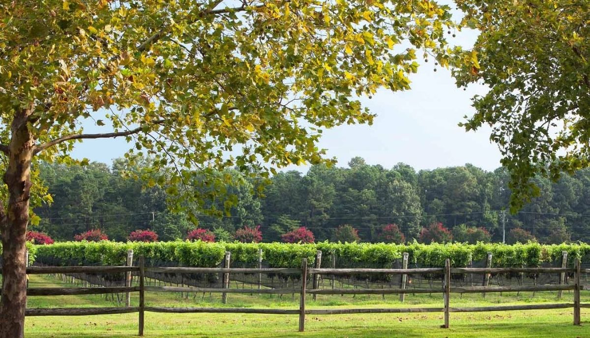 The Williamsburg Winery 🍇 Wineries & Vineyards for Sale