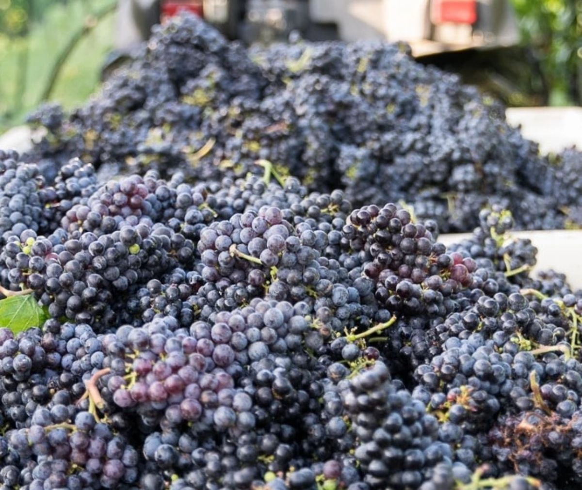 The Williamsburg Winery 🍇 Wineries & Vineyards for Sale