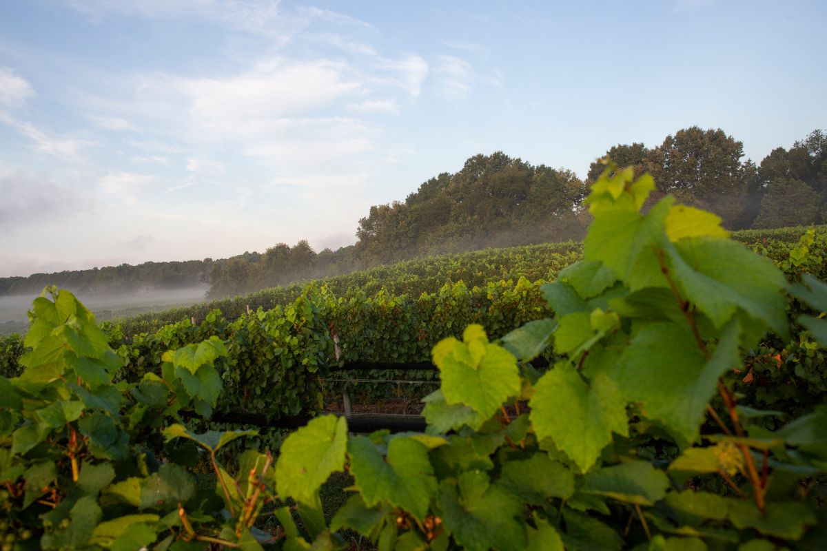 The Williamsburg Winery 🍇 Wineries & Vineyards for Sale