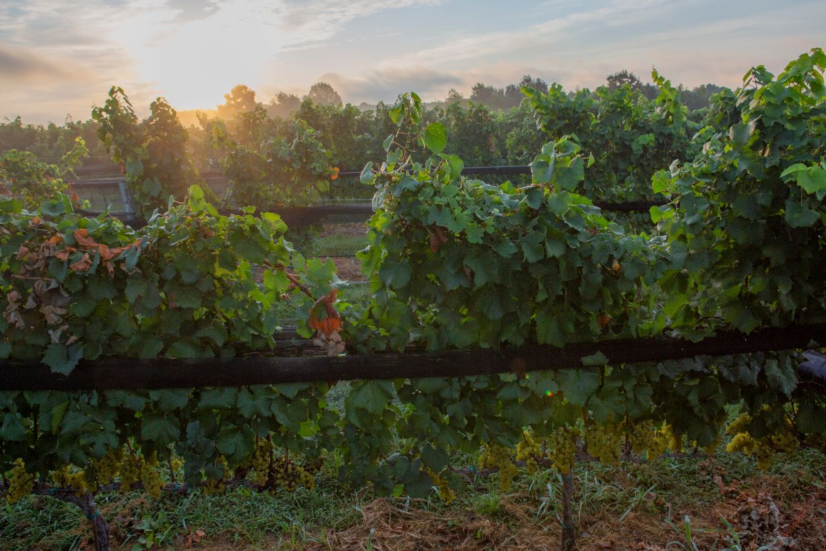 The Williamsburg Winery 🍇 Wineries & Vineyards for Sale