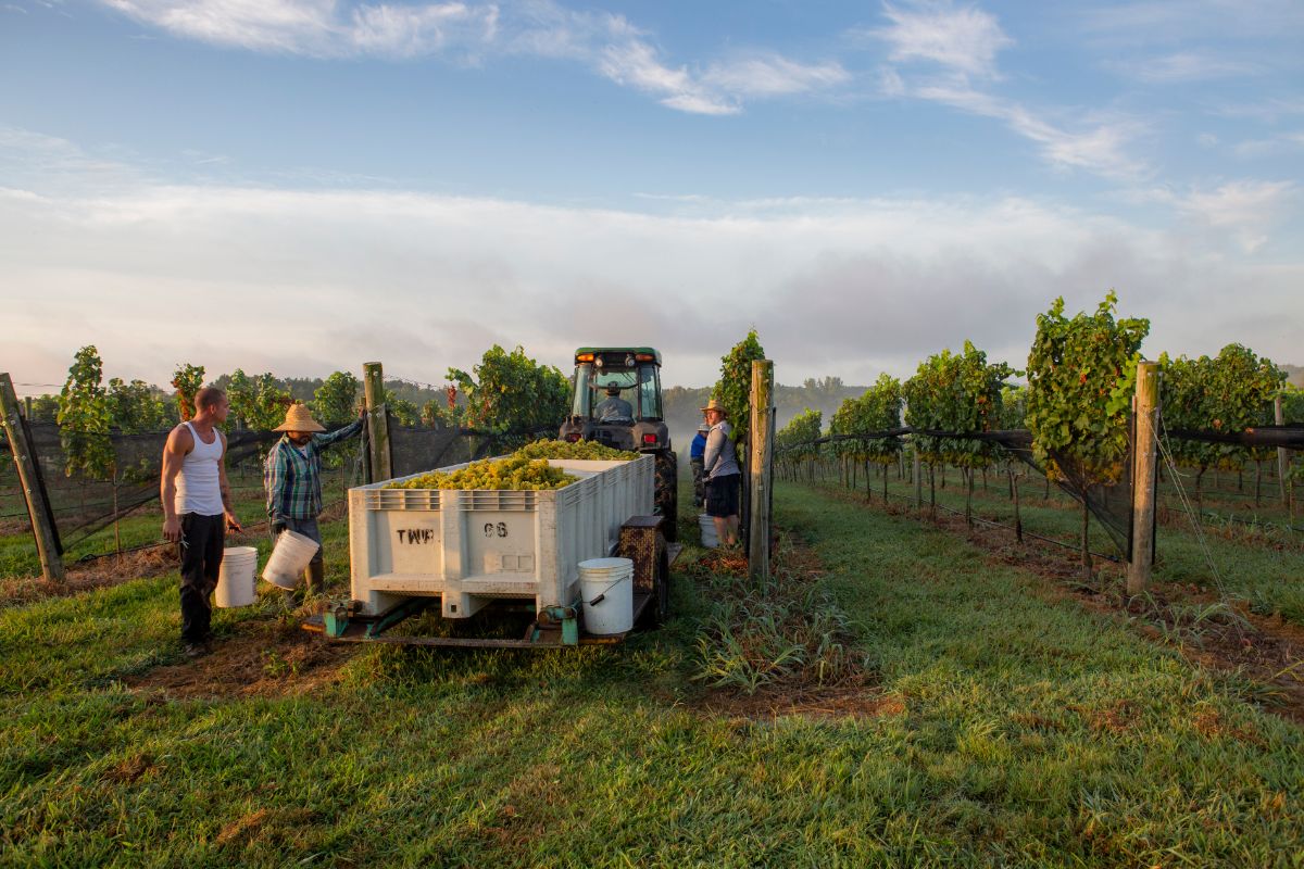 The Williamsburg Winery 🍇 Wineries & Vineyards for Sale