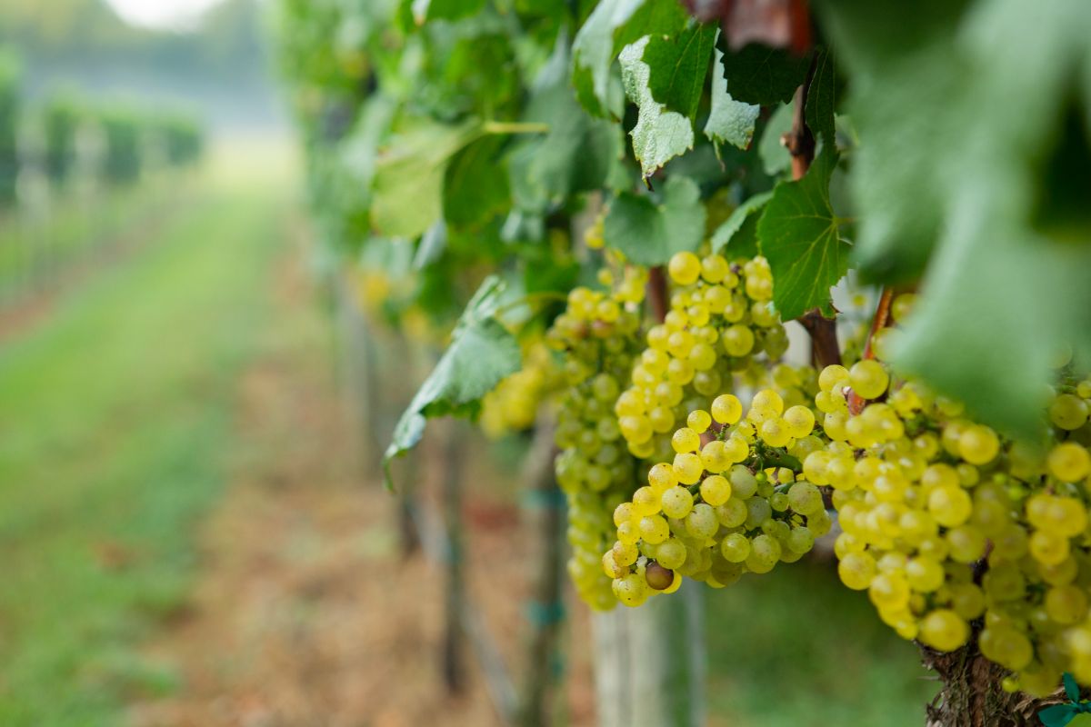 The Williamsburg Winery 🍇 Wineries & Vineyards for Sale