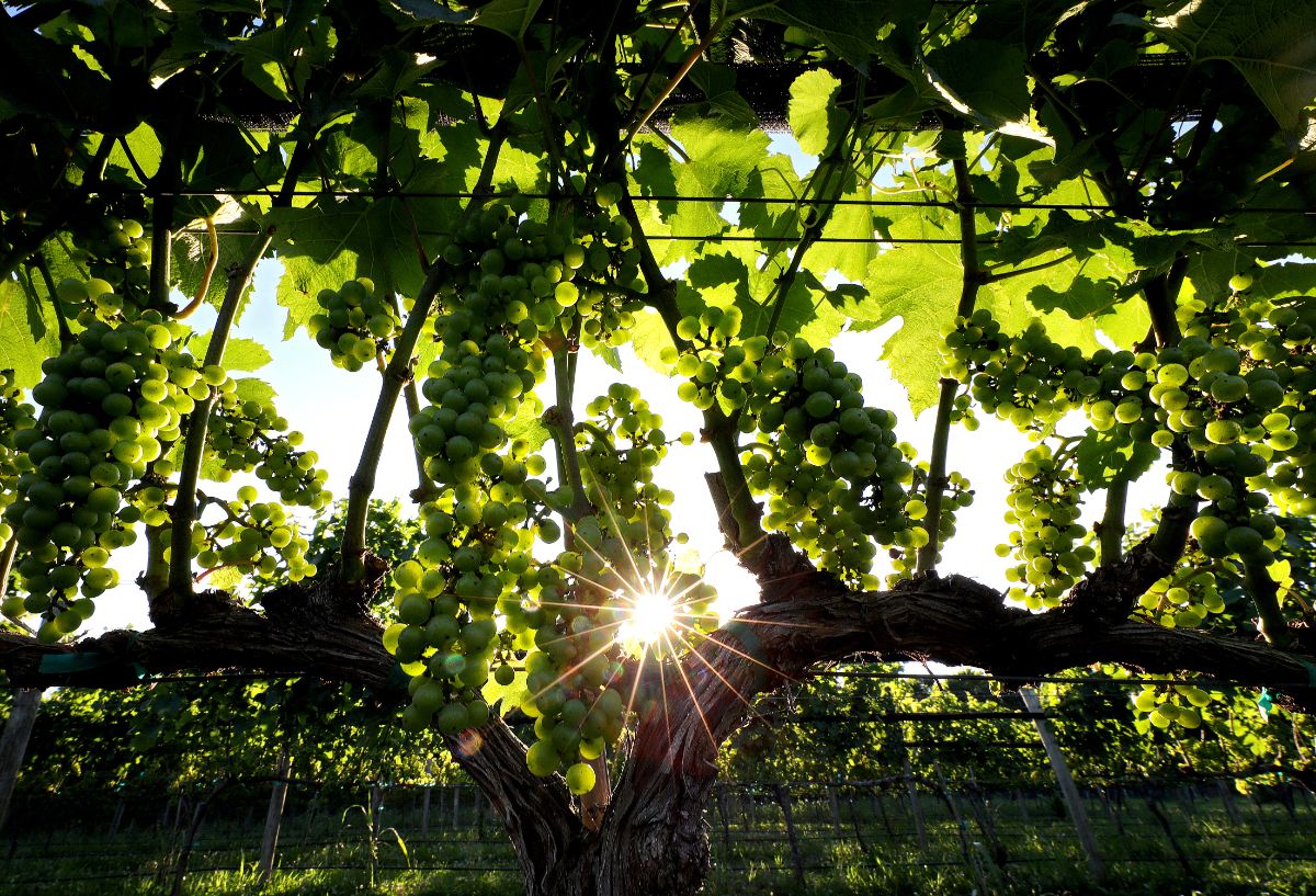 The Williamsburg Winery 🍇 Wineries & Vineyards for Sale