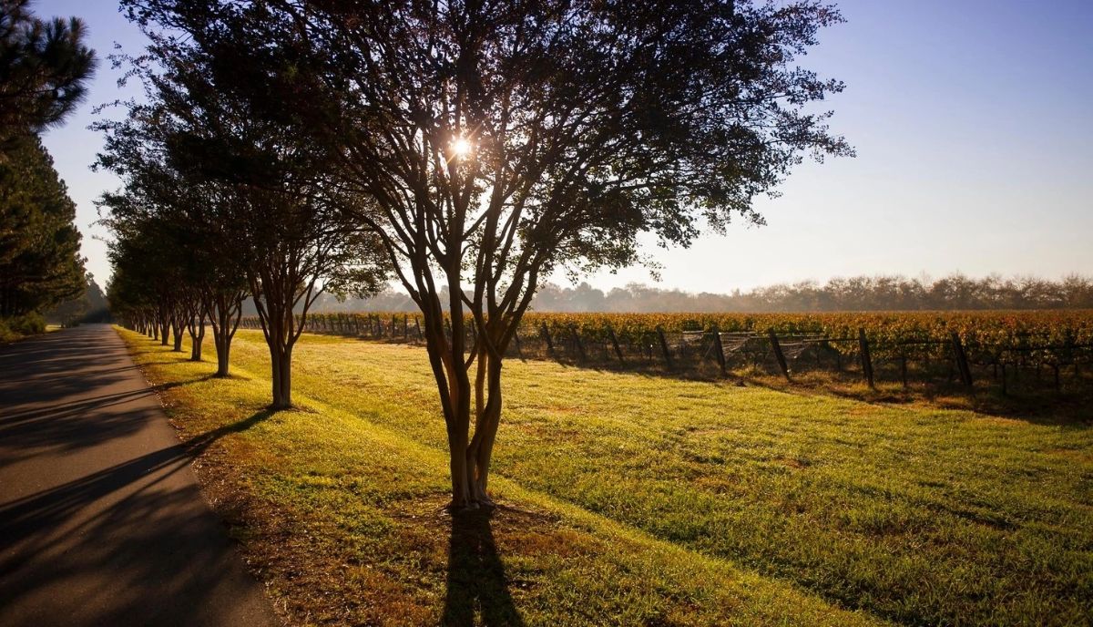 The Williamsburg Winery 🍇 Wineries & Vineyards for Sale