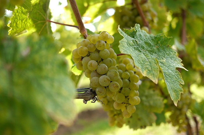 Premier domaine viticole de la vallée de Yadkin