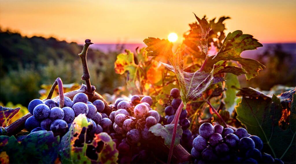 California Wineries and Vineyards for Sale Napa Valley & Sonoma