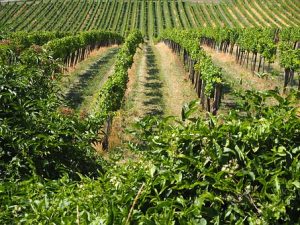 vignoble à vendre