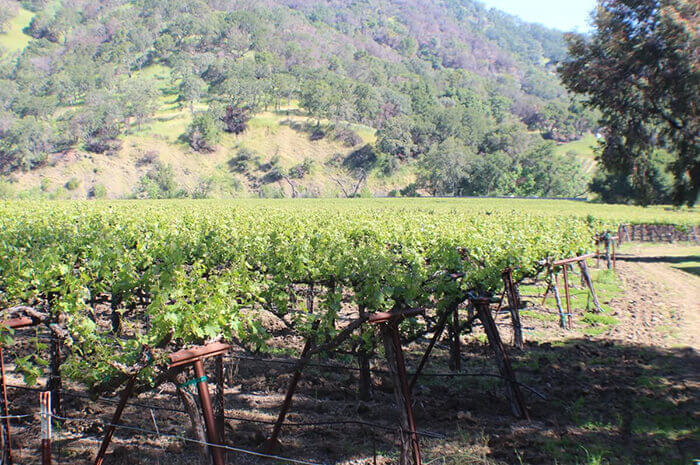 Napa Valley Vineyards for Sale | WineriesandVineyards.com