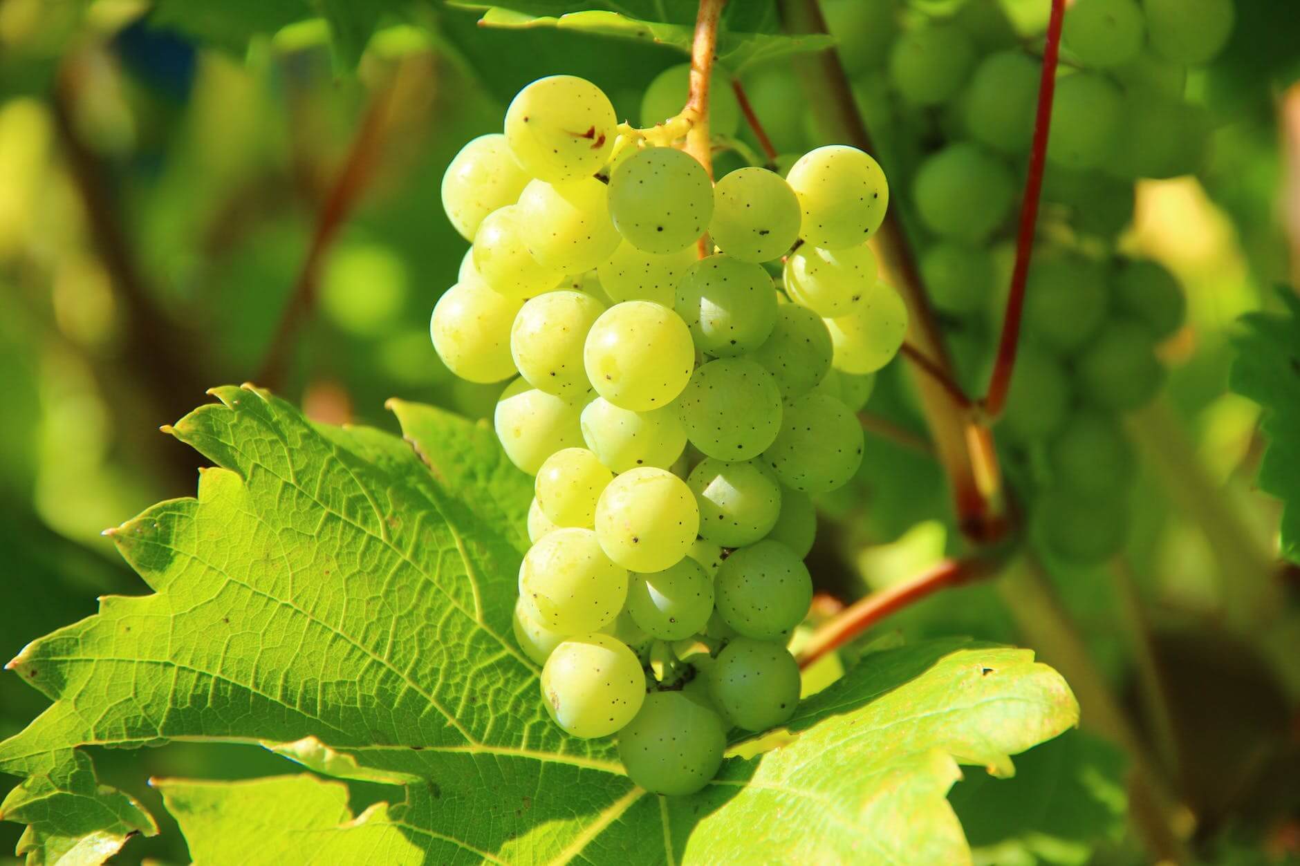 Raisins à vin blanc en Virginie