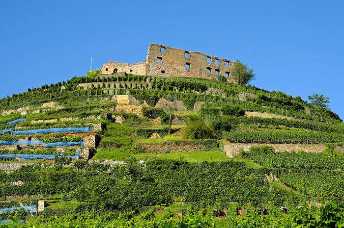 Vineyards for Sale in Greece
