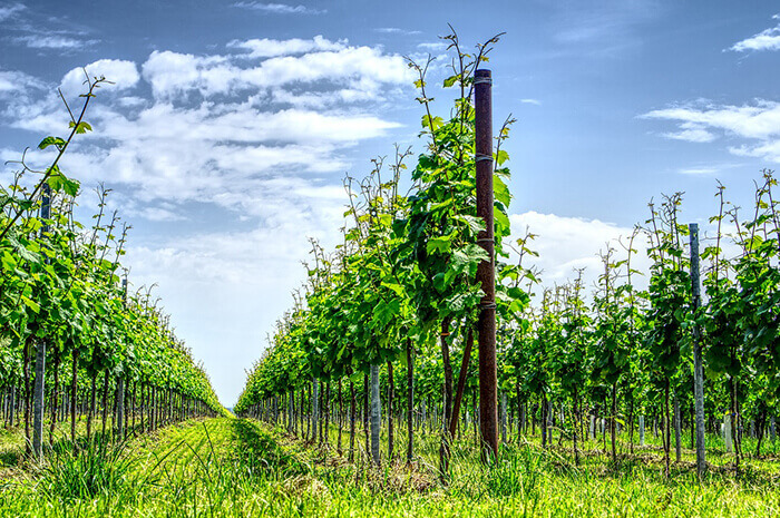 Vineyards for Sale in New Jersey