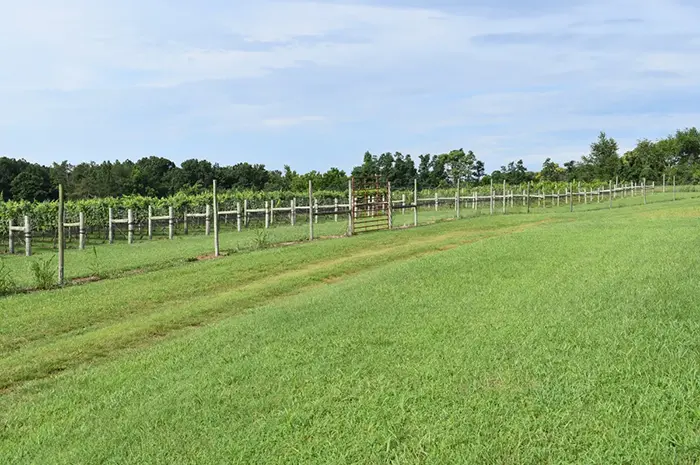 Charmant vignoble et superficie dans la région viticole de Virginie du Sud