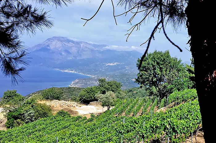 Domaine viticole grec