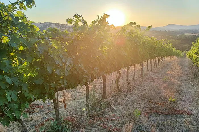 Vineyard in Tuscany, Italy (2)