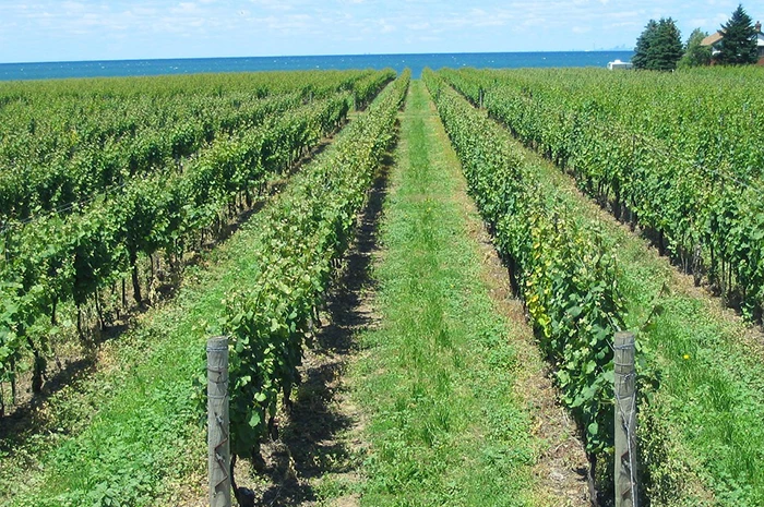 Vignoble de l'Okanagan en Colombie-Britannique