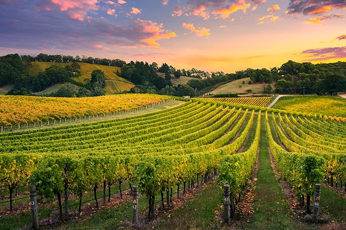 Well Known Vineyard-Winery in Mid-Atlantic Region of Blue Ridge Mountains