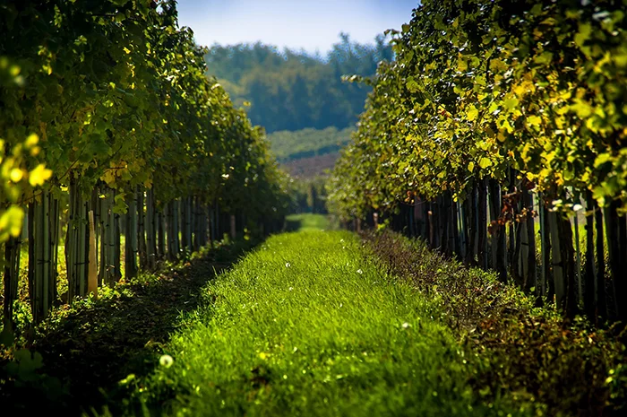 Virginia Winery très rentable à moins de 40 miles de DC