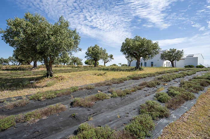 Olive Orchard with Tourism Project