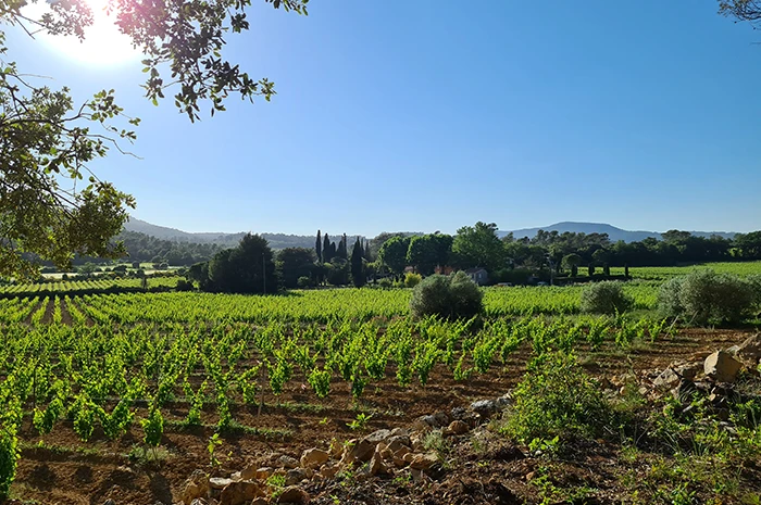 Finca vinícola histórica en AOP Côtes de Provence