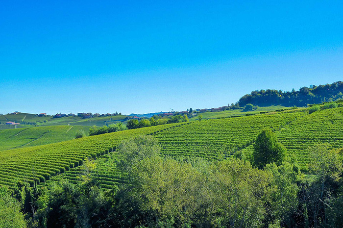 Vineyard in Piedmont Langhe Unesco