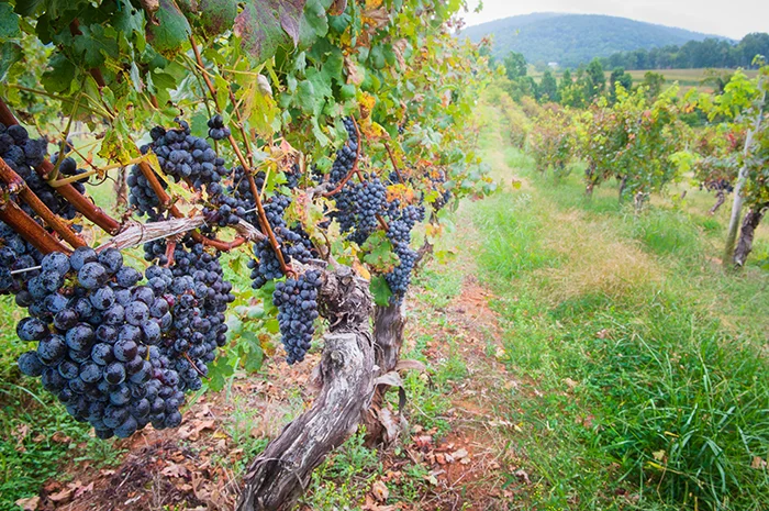 Élégant domaine viticole et lieux de mariage de la vallée de Shenandoah