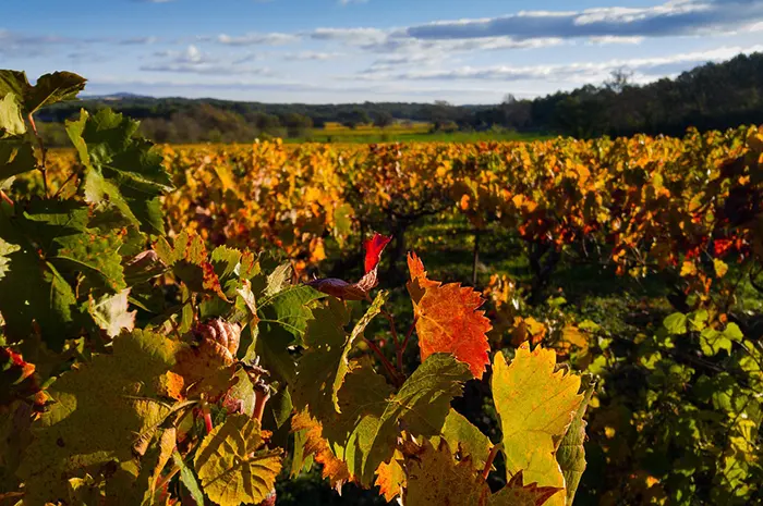 Domaine viticole prospère de Virginie du Nord