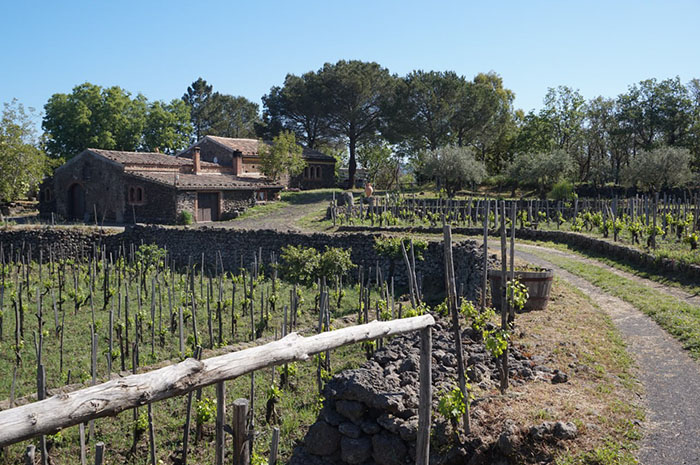 Winery Estate on The Slopes of Etna